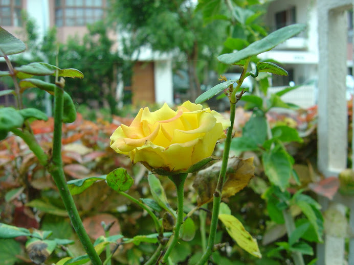 Yellow rose..