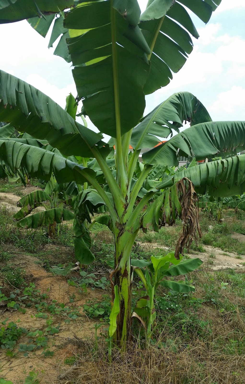 Warisan Petani Tanaman Pisang  6 Pokok  Pisang  Berangan