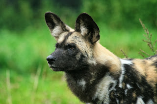Wild Dogs HD Photos, wild dogs pictures, african wild dogs hd wallpapers