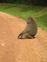 picture of a baboon on the road