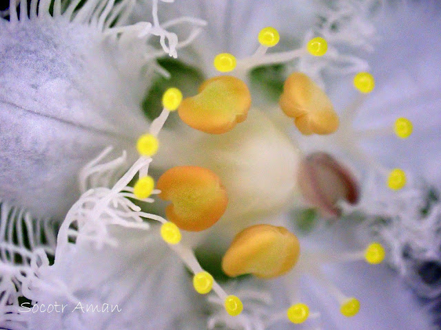 Parnassia foliosa