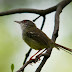 Perawatan Burung Ciblek