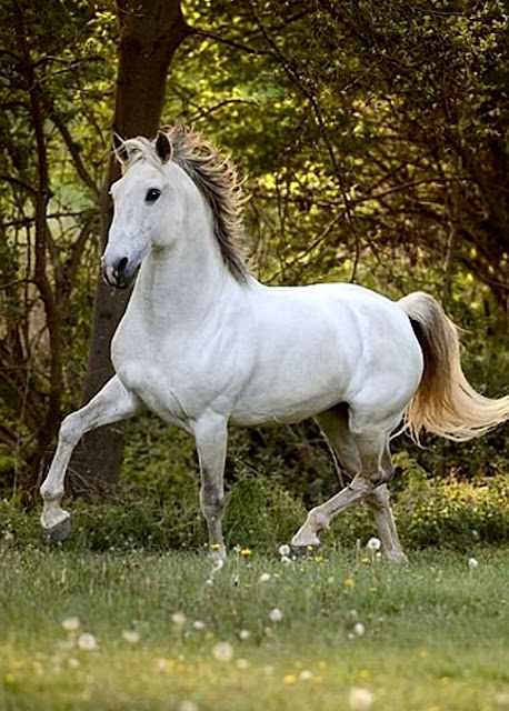 Self-maintenance instinct horses