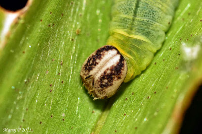 Indian Palm Bob - Suastus gremius gremius skipper butterfly life cycle