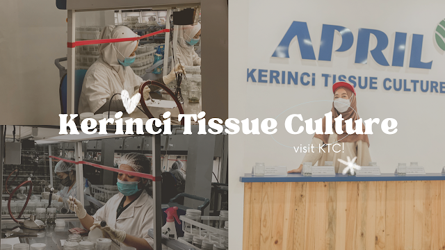 kerinci-tissue-culture-labb