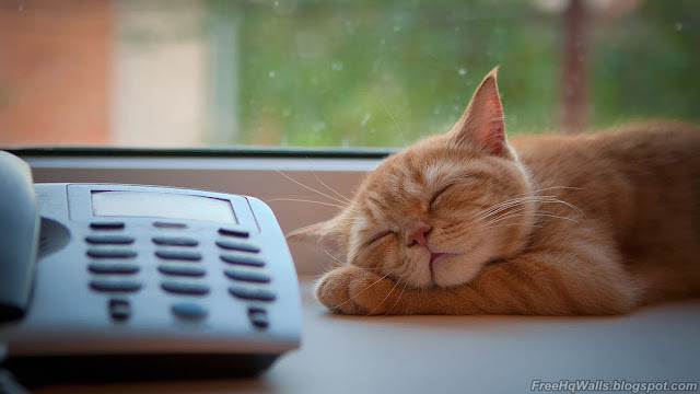 Sleeping Cat HD Wallpaper