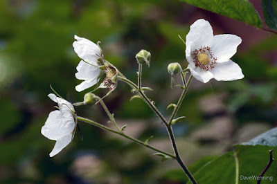 Thimbleberry (Rubus parviflorus)