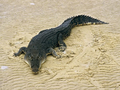 Crocodile Image