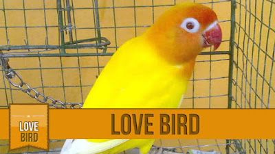 Harga LovebirdLutino Mata Merah Super Terbaru 2015