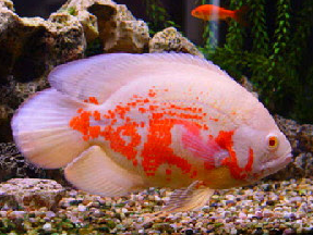 ikan oscar albino