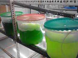 Spirulina sp. sebagai zat warna&indikator pencemaran - Web 