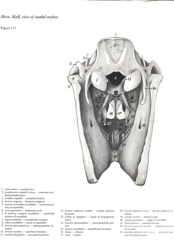 horse-cavalo-skull-anatomy-anatomia-cranio-maxilar-sinusal-sinuses-vetarq