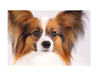 Papillon dogs, also known as the Continental Toy Spaniel, are one of the most beloved breeds in the world. These small dogs have a unique appearance and personality that make them stand out from other breeds.