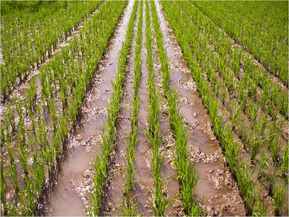 Pertanian Tanaman Pangan dan Peternakan Nunukan Sistem 