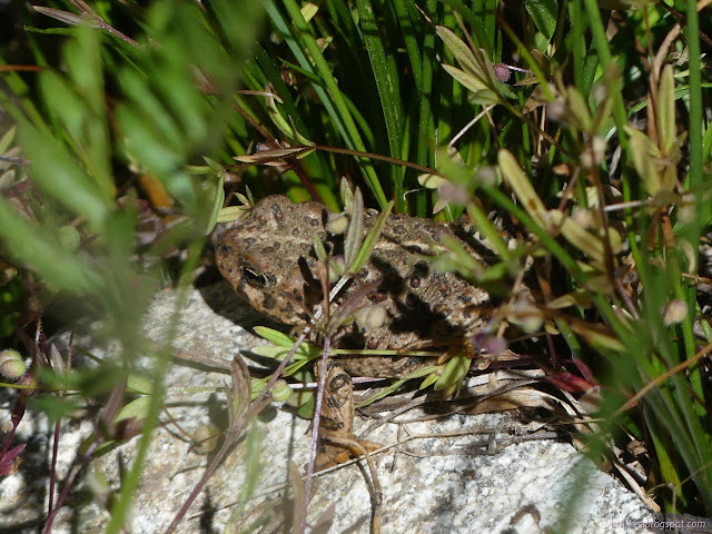 207: amphibian in the grass