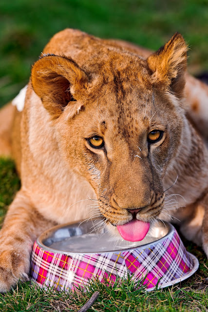 Winy and her water by Tambako the Jaguar from flickr (CC-ND)