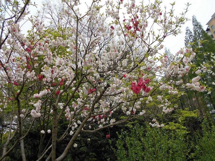 同じ木に白と赤の花が同時に咲いている