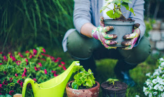 Ide-Ide Berkebun Organik Top Notch Untuk Meningkatkan Tanaman Anda!