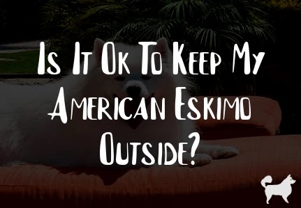 Is It Ok To Keep My American Eskimo Outside?