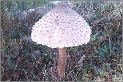 Macrolepiota procera con el sombrero bastante abierto