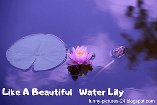 FUNNY IMAGES Long Adventures -  Beautifull Water Lily