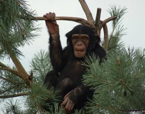 Şempanze (Chimpanzee) Özellikleri