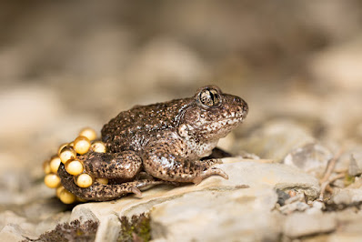 Common Midwife Toad
