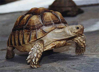 tortoise