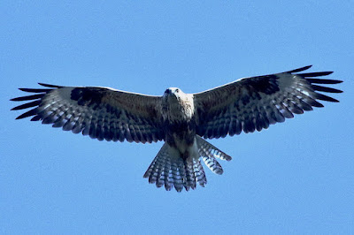 "Long-legged Buzzard - Buteo rufin,winter visitor in flight above."