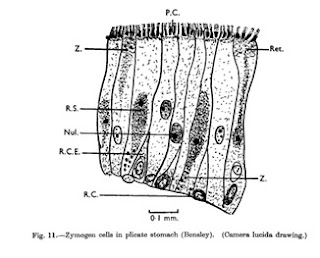 Estomago glandular de terebella lapidaria