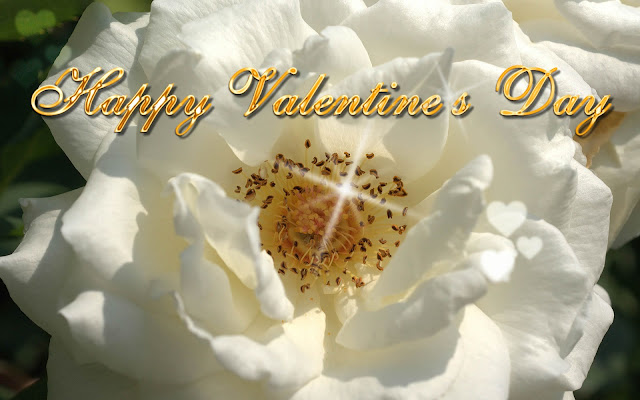 Valentine Day White Rose Flower Wallpaper