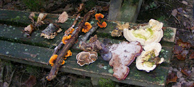 Bracket fungi. Indre et Loire, France. Photographed by Susan Walter. Tour the Loire Valley with a classic car and a private guide.