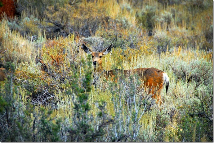 Deer 1