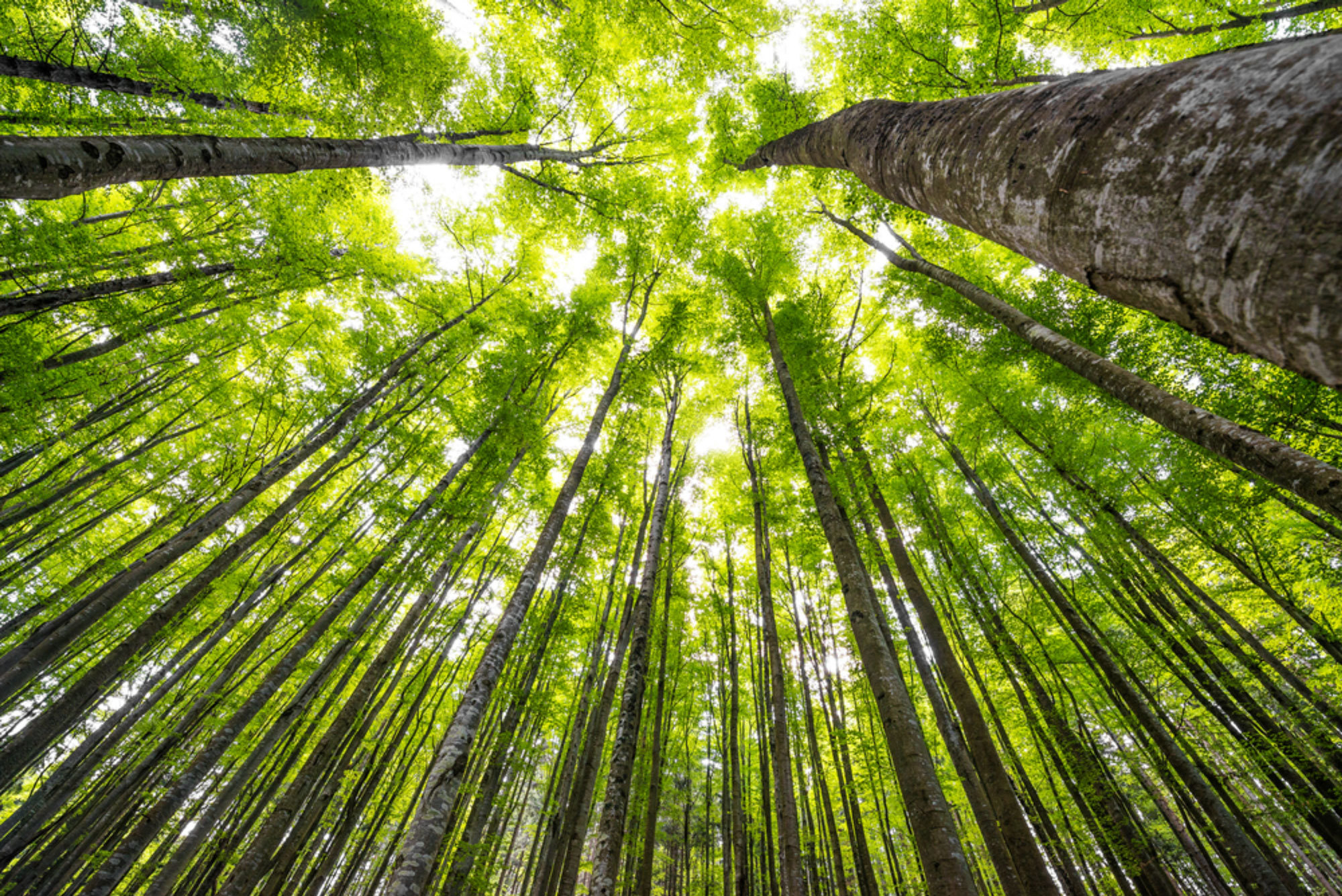 Mature Forest, Credit Yale University