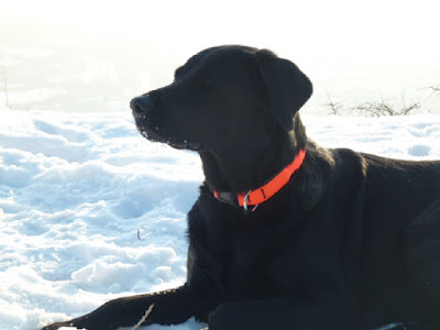 Labrador 