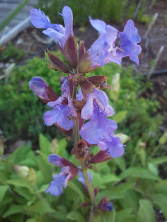 Photo of Sage in Full Bloom 2012