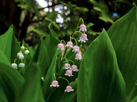 Lilies Valley Convallaria garden сад tree дерево plant цветок flower растение grow выращивание vegetable огород многолетние fruit seeds grass семена berry growing landscaping трава planting gardening perennial посадка cultivation shrub фрукт ягода куст озеленение многолетник овощеводство cадоводство