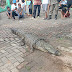 Bikin Resah, Warga Tangkap Buaya Sepanjang 2 Meter di Sukaresmi