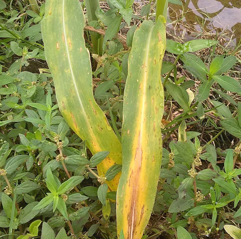 23+ Daun Jagung