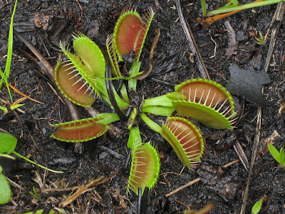 Venus flytrap - Dionaea muscipula carnivorous plant grow and care