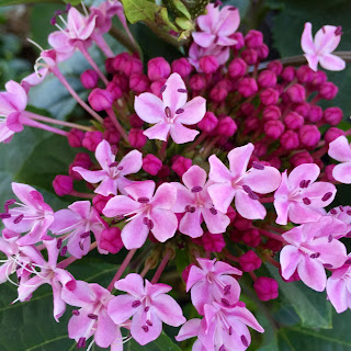 Clerodendron bungei Vivero Growers Nursery Austin Tx