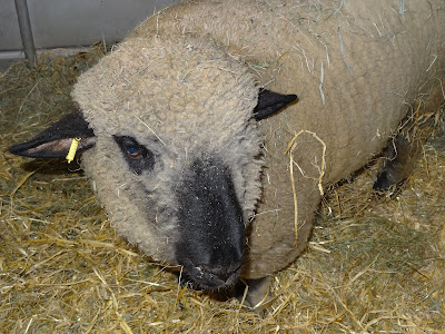 2025.02.23-044 mouton Hampshire