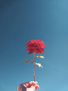 হাতে গোলাপ ফুলের ছবি - গোলাপ ফুলের বাগানের ছবি - rose garden - NeotericIT.com