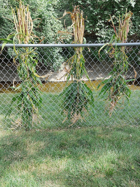 Hang corn stalks upside down to dry.