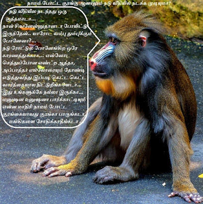 mandrill Monkey