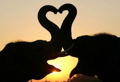 Elephants in love