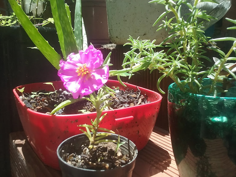 Paguei $3,00 em uma mudinha no saquinho, veio sem flor e sem botões. Comprei sem saber a cor nem a variedade que era. Arrisquei e fiquei torcendo pra ser diferente das que já tinha.