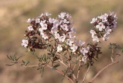 جرتيل Thymus Algeriensis