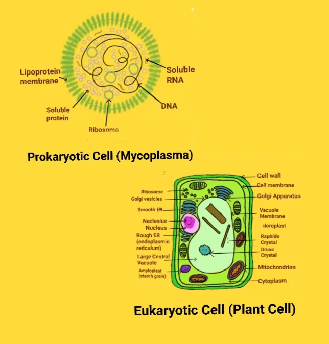 Prokaryotic and Eukaryotic cell