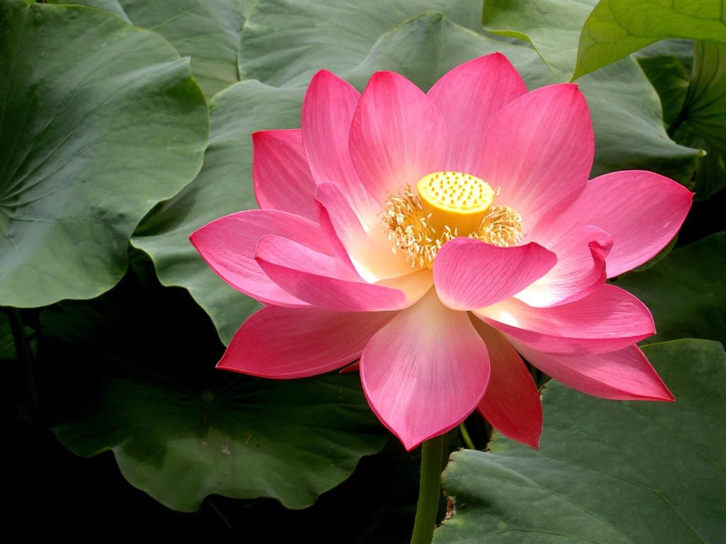 Flower Lotus